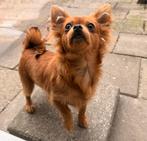 Pup chihuahua mix, Dieren en Toebehoren, 15 weken tot 1 jaar, Teef, CDV (hondenziekte), Eén hond