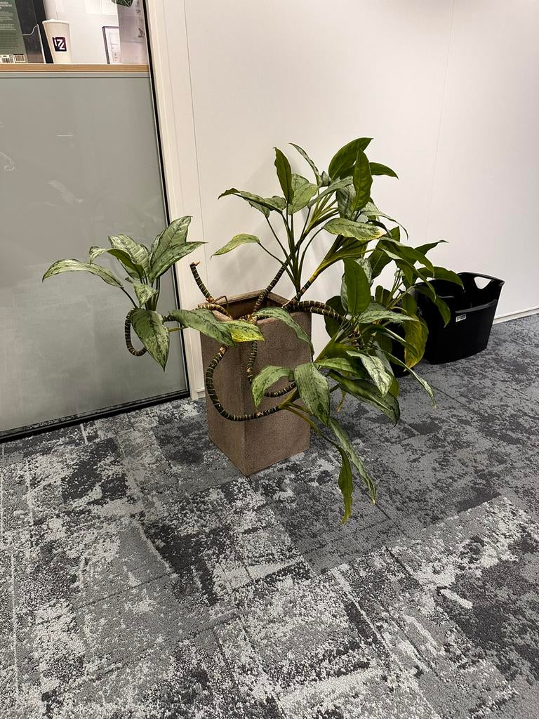 Plantenbak met plant, 60x30x30 cm, Huis en Inrichting, Kamerplanten, Ophalen, Overige soorten, Halfschaduw, In pot