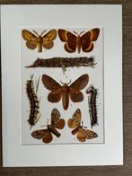 1926 Vlinders / Nachtvlinders L I T H O, Antiek en Kunst, Ophalen of Verzenden
