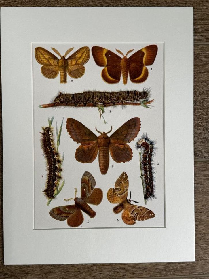 1926 Vlinders / Nachtvlinders L I T H O, Antiek en Kunst, Kunst | Etsen en Gravures, Ophalen of Verzenden