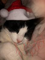 Kittens :, schildpad, Cyprische en felix, Meerdere dieren