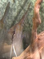 6 maanvissen rio nanay te koop, Dieren en Toebehoren, Vissen | Aquariumvissen, Vis