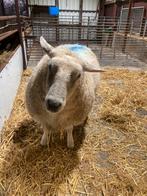 Te koop jong schaap, Vrouwelijk, Schaap, 0 tot 2 jaar