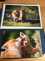 Vossen, Ophalen of Verzenden, Voor 1920, Ongelopen, Paard