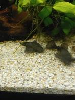 Koppel borstelneus Ancistrus met beide gen voor wit., Vis