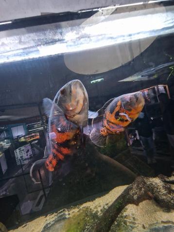 Bewezen koppel oscar beschikbaar voor biedingen