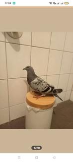 Postduiven, Dieren en Toebehoren, Meerdere dieren, Postduif