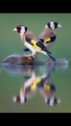Mooi koppel bloemputters corect geringd  2025, Dieren en Toebehoren, Vogels | Overige Vogels, Meerdere dieren, Wildzangvogel, Geringd