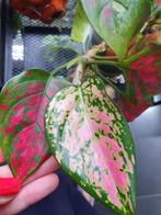 Beautiful Aglaonema Red Valentine plant, Ophalen, Overige soorten, Halfschaduw, Minder dan 100 cm