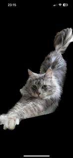 Maine Coon, Dieren en Toebehoren, Katten en Kittens | Raskatten | Langhaar, Kater, 3 tot 5 jaar