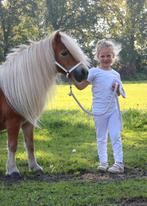 Te koop nsps kroonmerrie en hengstveulen, Merrie, Zadelmak, A pony (tot 1.17m), 11 jaar of ouder