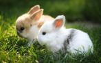 Jonge dwergkonijnen / dwerg konijnen te koop, Dieren en Toebehoren, Konijnen, Meerdere dieren, Dwerg, 0 tot 2 jaar
