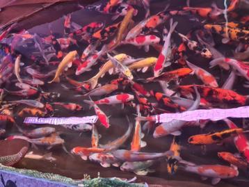 HQ Import koi 25 / 30 cm bij Koidream in Valburg beschikbaar voor biedingen