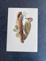 10 prenten zangvogels 16,5x24 cm samen 20 euro oa lijster, Ophalen of Verzenden, Natuur en Biologie