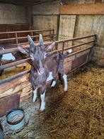 Bruin bonte bok, Dieren en Toebehoren, Schapen, Geiten en Varkens, Mannelijk, Geit, 0 tot 2 jaar