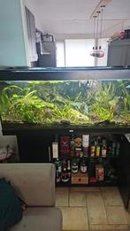 Juwel Aquarium 150×50×60, Ophalen, Zo goed als nieuw, Leeg aquarium