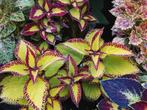 Siernetel, Tuin en Terras, Planten | Tuinplanten, Verzenden, Zomer, Overige soorten, Volle zon