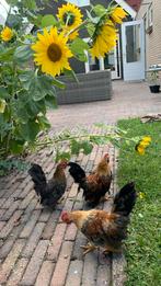 Chabo haantjes (3), Dieren en Toebehoren, Pluimvee, Mannelijk, Kip