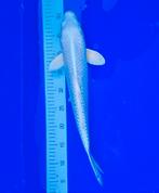 Prachtige kristalwitte Japanse Platinum Ogon, Dieren en Toebehoren, Vissen | Vijvervissen