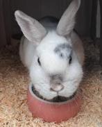 Lieve dwergkonijn Coco te koop, Dieren en Toebehoren, Vrouwelijk, Dwerg, 0 tot 2 jaar