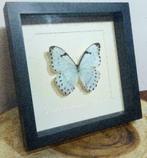 Morpho catenarius vlinder in lijst- lichtblauw/witte morpho