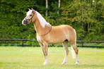 Prachtige lieve haflinger merrie te koop, Dieren en Toebehoren, Ophalen of Verzenden, Zo goed als nieuw