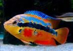 Salvini cichliden, Dieren en Toebehoren, Vissen | Aquariumvissen, Vis, Zoetwatervis