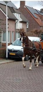 Mooie 6 jarige tuigpaard merrie, Dieren en Toebehoren, Paarden, Merrie, 3 tot 6 jaar, Gechipt, 160 tot 165 cm