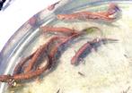 Kam Salamanders (Triturus Dobrogicus), Amfibie, 0 tot 2 jaar