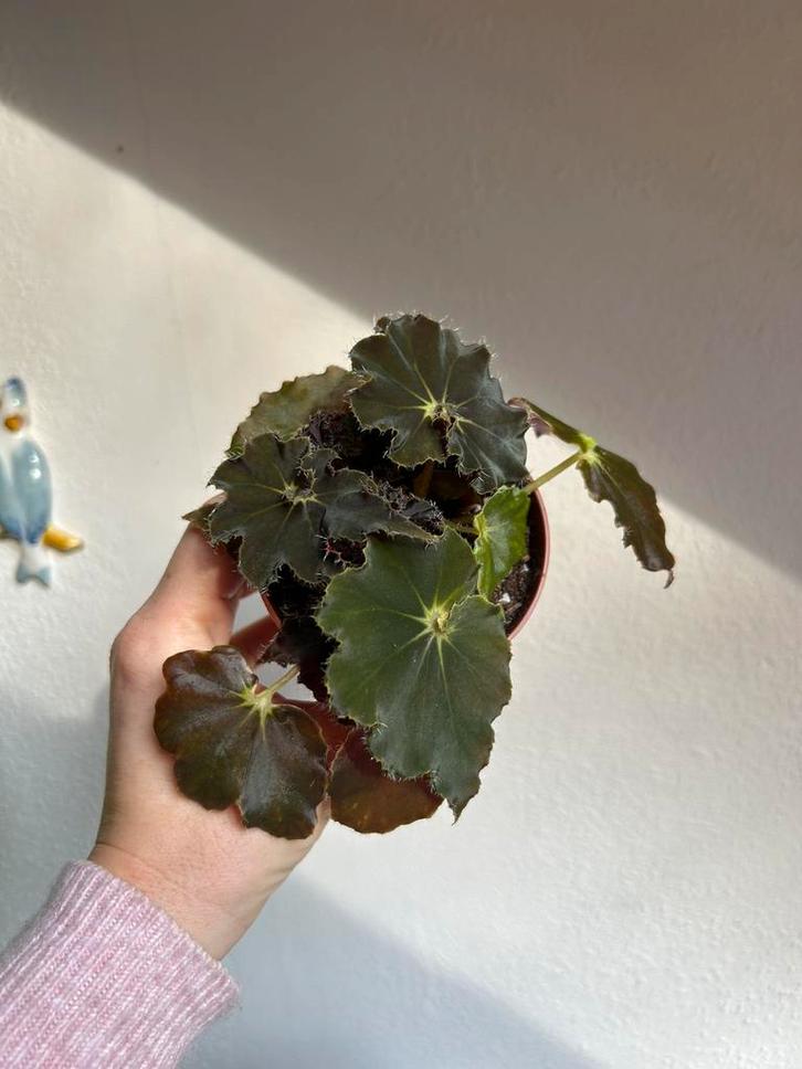 Begonia black mamba, plantje opgekweekt uit bladstek, Huis en Inrichting, Kamerplanten, Minder dan 100 cm, Halfschaduw, Ophalen of Verzenden