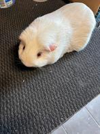 Cavia zeugje roodoog, Dieren en Toebehoren, Vrouwelijk, Tam, Maart, Cavia