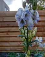 50 zaden blauw wit monnikskap Aconitum (vast), Verzenden, Najaar, Halfschaduw, Zaad