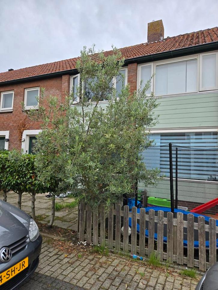 Prachtige Olijfboom - ca. 3 meter hoog!, Tuin en Terras, Planten | Bomen, Olijfboom, 250 tot 400 cm, Volle zon, Lente, Ophalen