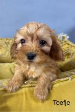 Labradoodle pups mini, Dieren en Toebehoren, Honden | Retrievers, Spaniëls en Waterhonden, Nederland, Overige rassen, 8 tot 15 weken