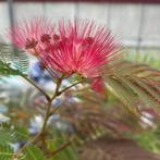 Albizia of Slaapboom, Ophalen of Verzenden, Zomer, In pot, 100 tot 250 cm