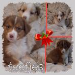 Australian Shepherd pups, Dieren en Toebehoren, Overige rassen, CDV (hondenziekte), 8 tot 15 weken, Meerdere