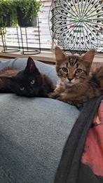 2 kittens, langhaar, Meerdere dieren, Langharig, 0 tot 2 jaar