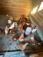 Lohmann haan kuikens, Dieren en Toebehoren, Pluimvee, Geslacht onbekend, Kip