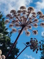 Engelenwortel, Ophalen, Zomer, Overige soorten, Volle zon