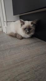 Ragdoll Blue Point kitten, Dieren en Toebehoren, Kater