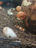 Caridina garnalen, Dieren en Toebehoren, Kreeft, Krab of Garnaal