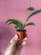 Hoya sp. Aceh, Bloeiende kamerplant, Verzenden, Halfschaduw