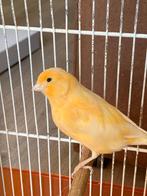 Mooie kanarie pop, Dieren en Toebehoren, Vogels | Kanaries, Vrouwelijk, Kleurkanarie