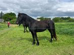 Mooie zwarte barock pinto merrie., Dieren en Toebehoren, Paarden, Merrie, Dressuurpaard, 3 tot 6 jaar, 160 tot 165 cm