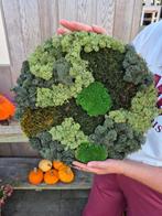 Mosschilderij, Ophalen of Verzenden, Overige soorten, Volle zon