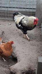 Hanen gratis, Dieren en Toebehoren, Pluimvee, Mannelijk, Kip