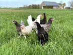 Jonge tamme groenleggers kippen te koop gesekst en ingeënt, Dieren en Toebehoren, Pluimvee, Vrouwelijk, Kip