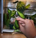 Hoya Burtoniae, Huis en Inrichting, Ophalen of Verzenden, Halfschaduw, Minder dan 100 cm