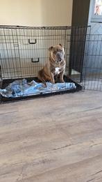 American Bully, Rabiës (hondsdolheid), 15 weken tot 1 jaar, Reu, Bulldog
