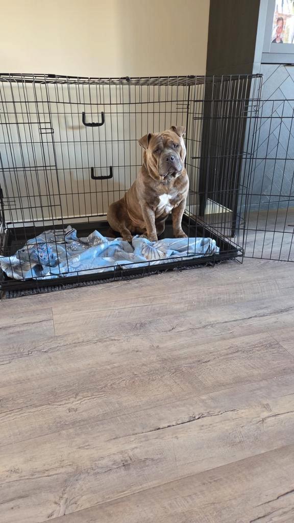 American Bully, Dieren en Toebehoren, Honden | Bulldogs, Pinschers en Molossers, Reu, Bulldog, Particulier, Eén hond, Nederland